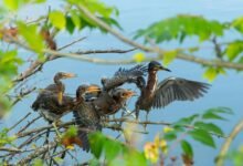 missed call response patterns